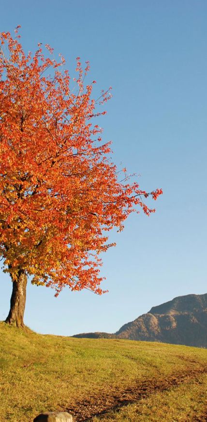 047-tschoefas-obrist